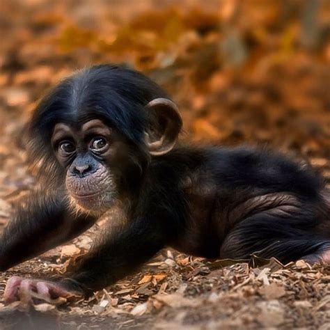 1000+ images about Cute Baby Monkeys on Pinterest | Monkey monkey, Toys ...