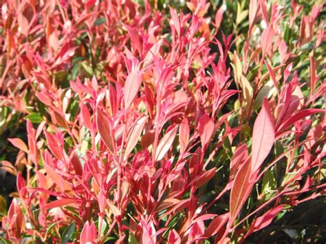 Lilly Pilly Acmena Smithii Forest Flame Native Plant Project