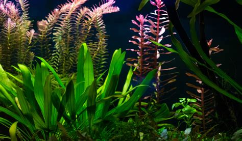 8 plantes d aquarium faciles pour débuter Jardiland