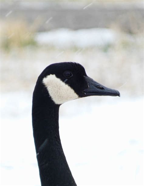 Canada Goose Gary W Hawley Flickr