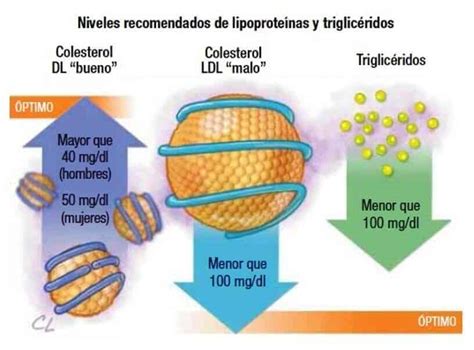 Niveles De Trigliceridos