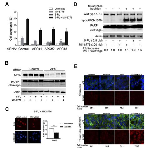 Crc Cells Are Differentially Sensitive To 5 Fu Treatment A Sw480 Or