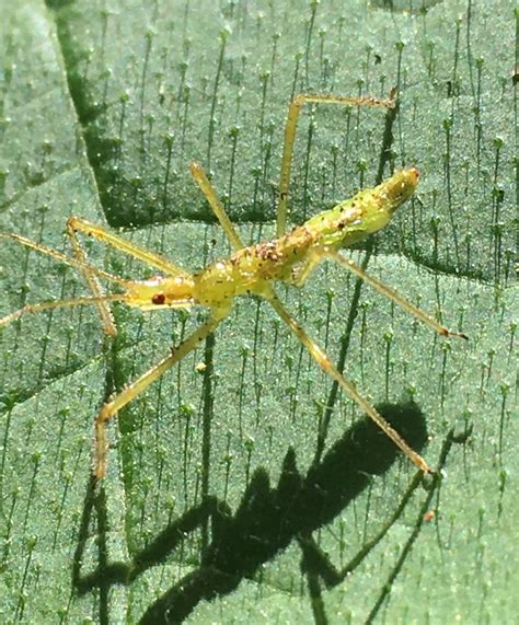 Pale Green Assassin Bug Ewa Guide To The Insects And Spiders Of The