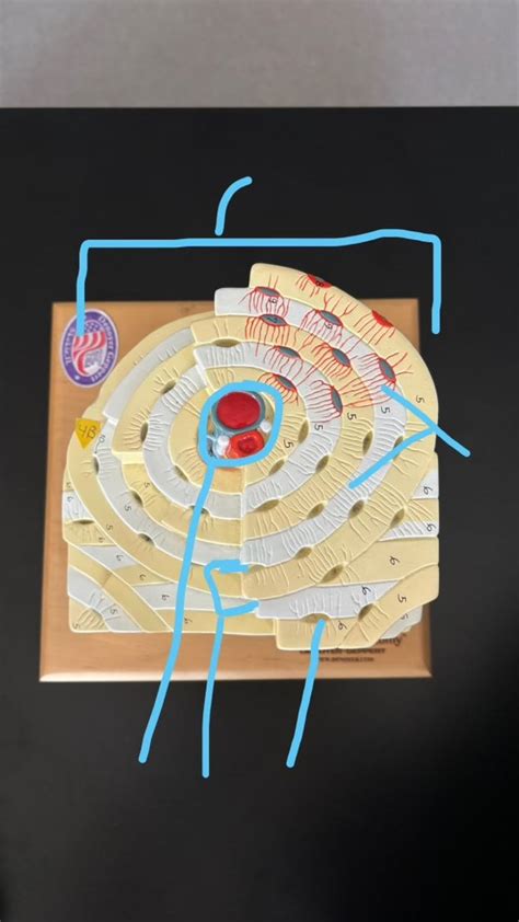 Bone Histology Diagram | Quizlet 