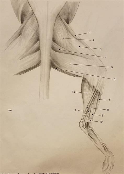 Cat Hindlimb Superficial Diagram Quizlet Hot Sex Picture