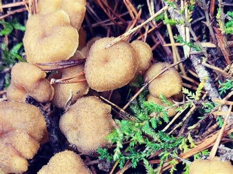 Comment Nettoyer Les Chanterelles Chasseurs De Champignons