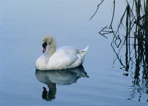 mute swan cygnus olor wildlife journal junior