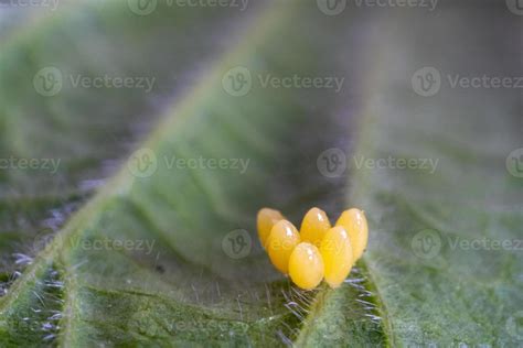 Ladybug yellow eggs on raspberry leaf macro 17411955 Stock Photo at Vecteezy