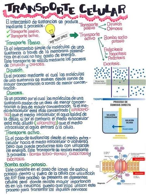 Transporte Celular My Med Space UDocz