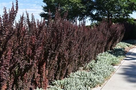 Helmond Pillar Japanese Barberry Berberis Thunbergii F Atropurpurea Helmond Pillar