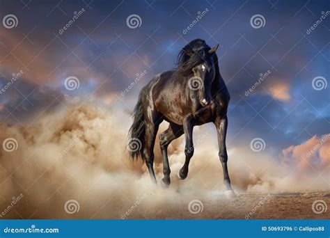 Cavallo Nero Dello Stallone Fotografia Stock Immagine di libertà