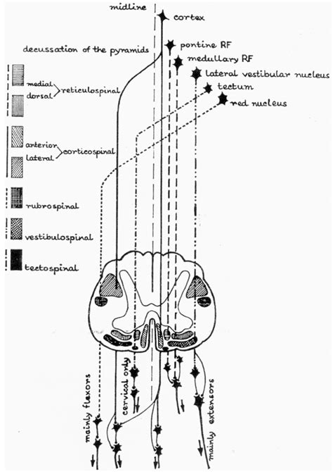 Jpm Free Full Text Spasticity Management After Spinal Cord Injury The Here And Now