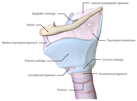 Larynx Anatomy Concise Medical Knowledge