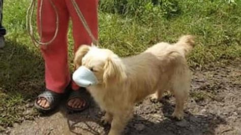 Las Mascotas Se Pueden Contagiar De Covid Y Contagiar A Los Humanos