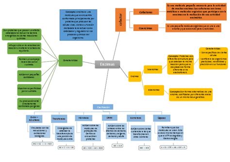 Enzimas Mapa Conceptual Gu A Paso A Paso 48000 Hot Sex Picture