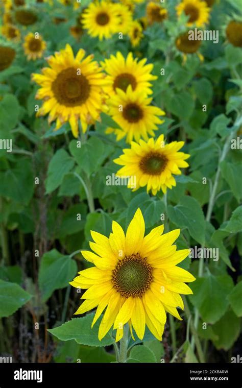 sunflower field at autumn Stock Photo - Alamy