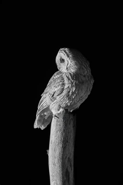 Infrared Portrait Of A Tawny Owl At Night On Exmoor Flickr