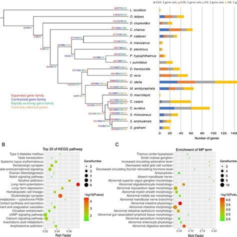 Expanded Gene Families Contracted Gene Families Rapidly Evolving Gene