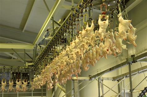 Россия разрешила поставки белорусской курятины еще 7 производителей ...