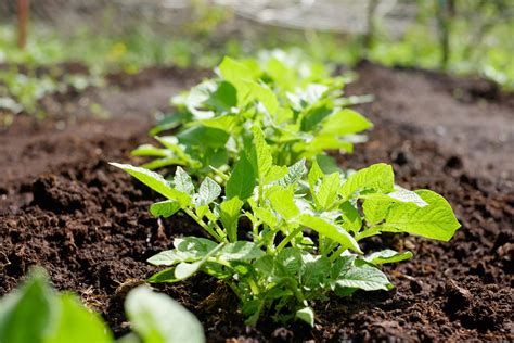 Sabes qué es la agricultura orgánica y sus 4 principios Style by