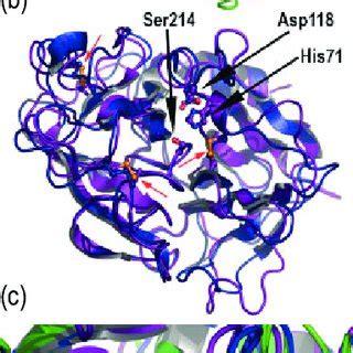 Three-dimensional protein structure of trypsin-like serine proteases ...