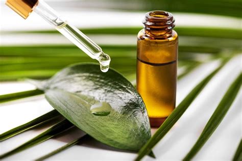 A Cosa Serve Il Tea Tree Oil E Quando Conviene Utilizzarlo Il Nostro Blog