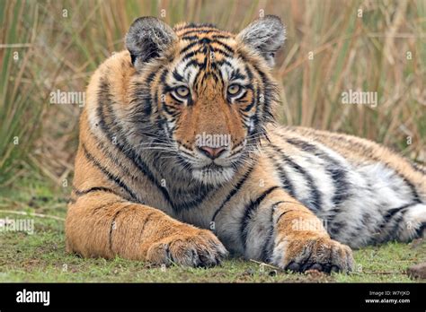 Tiger habitat hi-res stock photography and images - Alamy