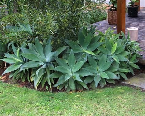 Plantas Que Gostam De Sol E Ainda S O F Ceis De Criar