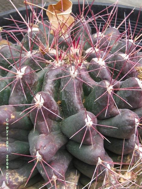 Ferocactus Hamatacanthus Ssp Davisii