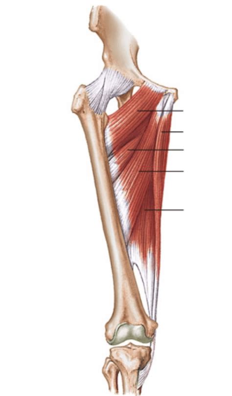 Medial Thigh Muscles Diagram | Quizlet