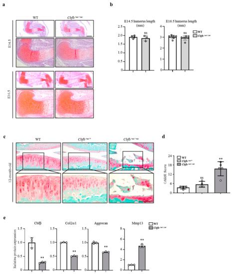 Cells Free Full Text Cbfβ Is a Novel Modulator against