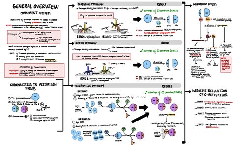 Complement System Mind Map GENERAL OVERVIEW CLASSICAL PATHWAY