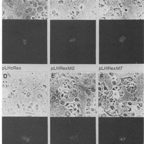 Subcellular Localization Of Wild Type And Mutant Rex Proteins