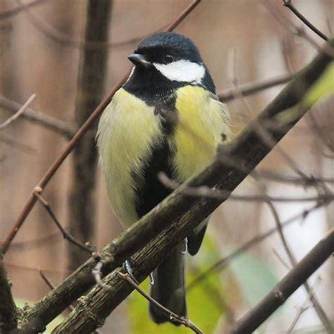 Kohlmeise Parus Major Kohlmeise Parus Major C Ro Flickr