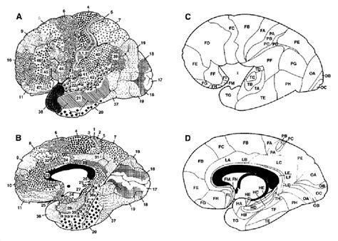 Figure 1 from Posterior parahippocampal gyrus pathology in Alzheimer's disease | Semantic Scholar