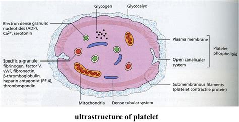 Platelet Activation And Endothelial Cell Dysfunction Critical Care