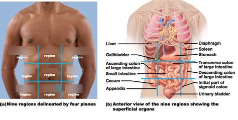 Body Cavities And Membranes Unit 1 Diagram Quizlet