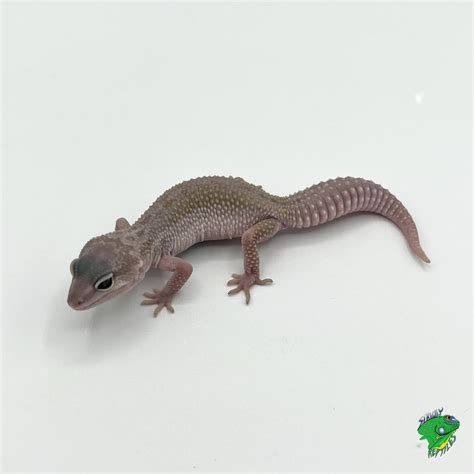 Mack Snow Albino Leopard Gecko - baby - Strictly Reptiles Inc.