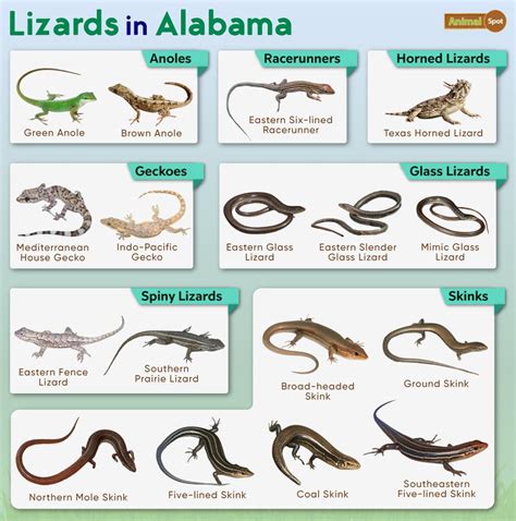 Lizard Definition, Types, Characteristics, Classification,, 45% OFF