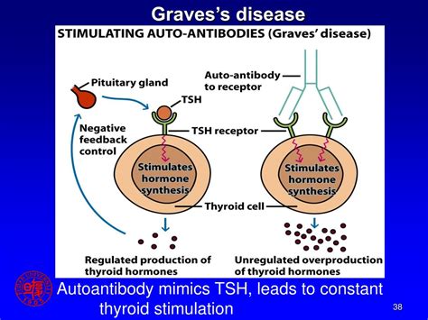 tsh in graves disease Tsh antibodies disease receptor diagnosis ...