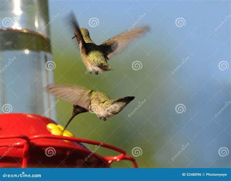 Hummingbirds Feeding stock photo. Image of feeder, flower - 5348096