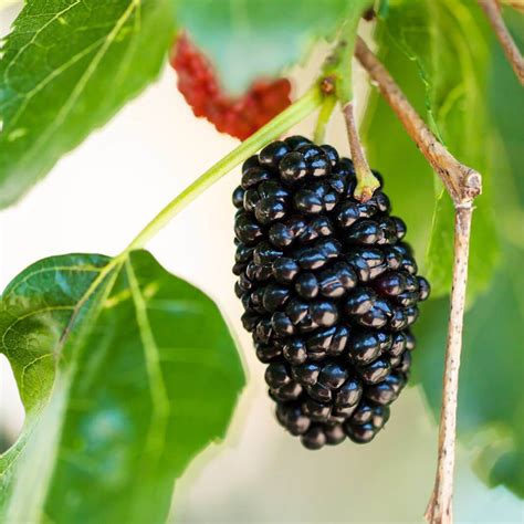 Plantas De Moral Morera Negra Morus Nigra The Original Garden