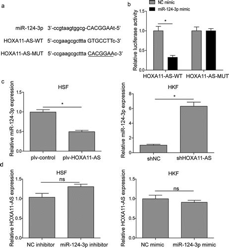 Full Article Long Non Coding Rna Hoxa As Accelerates The Progression