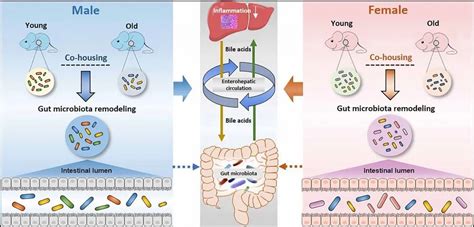 Gut Microbes 李后开教授团队在“肠道菌 胆汁酸代谢轴”与衰老的关系研究中取得新进展 麦特绘谱生物科技上海有限公司