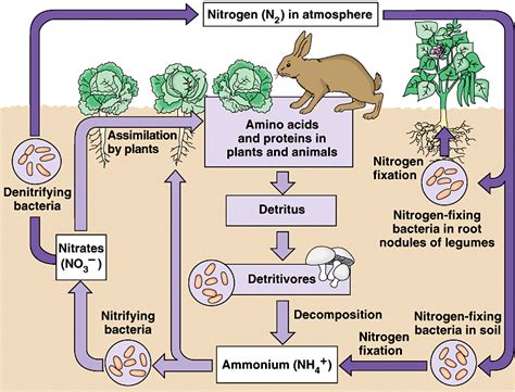 Tahapan Proses Daur Atau Siklus Nitrogen Simplenews