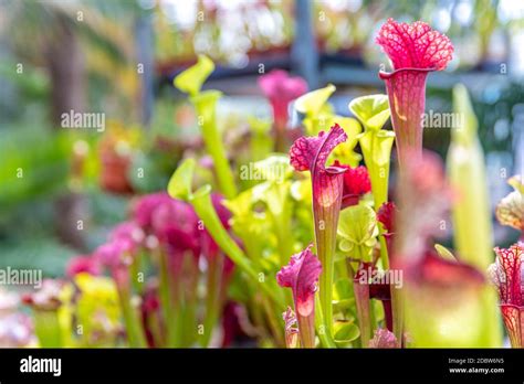 Nepenthes Plantas Carn Voras En La Niebla De La Ma Ana En La Selva