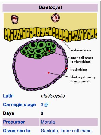 Embryology Flashcards Quizlet