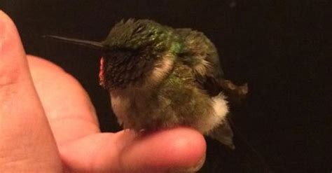 Lhomme présente le petit colibri quil avait sauvé et qui retourne le