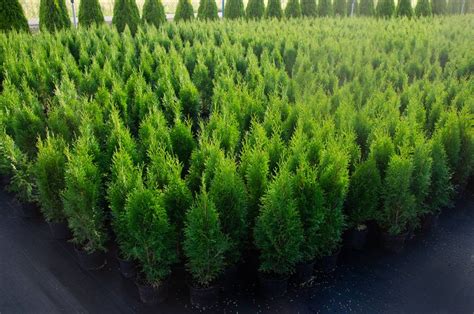 Tuja Szmaragd Cm Thuja Occidentalis Smaragd Sadzonka Drzewko L