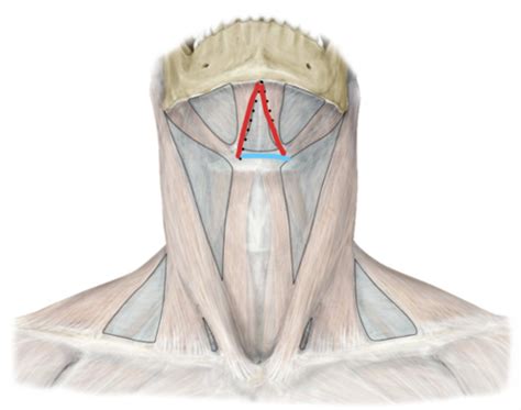 Anterior Cervical Triangle Pt Flashcards Quizlet